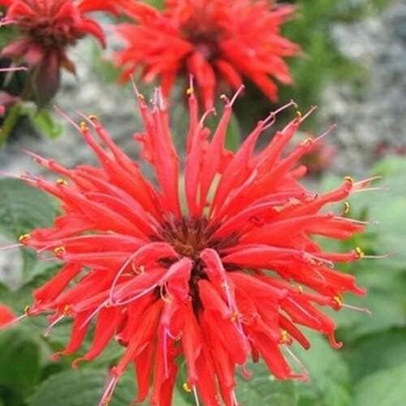 100 Bright Red Bee Balm Seeds