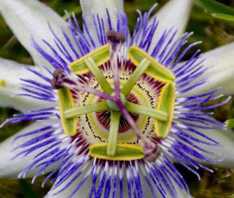 Purple GRANDILLA Passion Flower Passiflora Incarnata Jocad (10 Seeds)