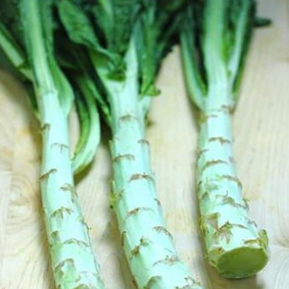 50 Seeds Chinese Lettuce Stem Asparagus Celttuce Celery Luttuce Woju Wosum - Organic Fresh Live Lettuce Seeds for Planting - Seeds for Home and Garden