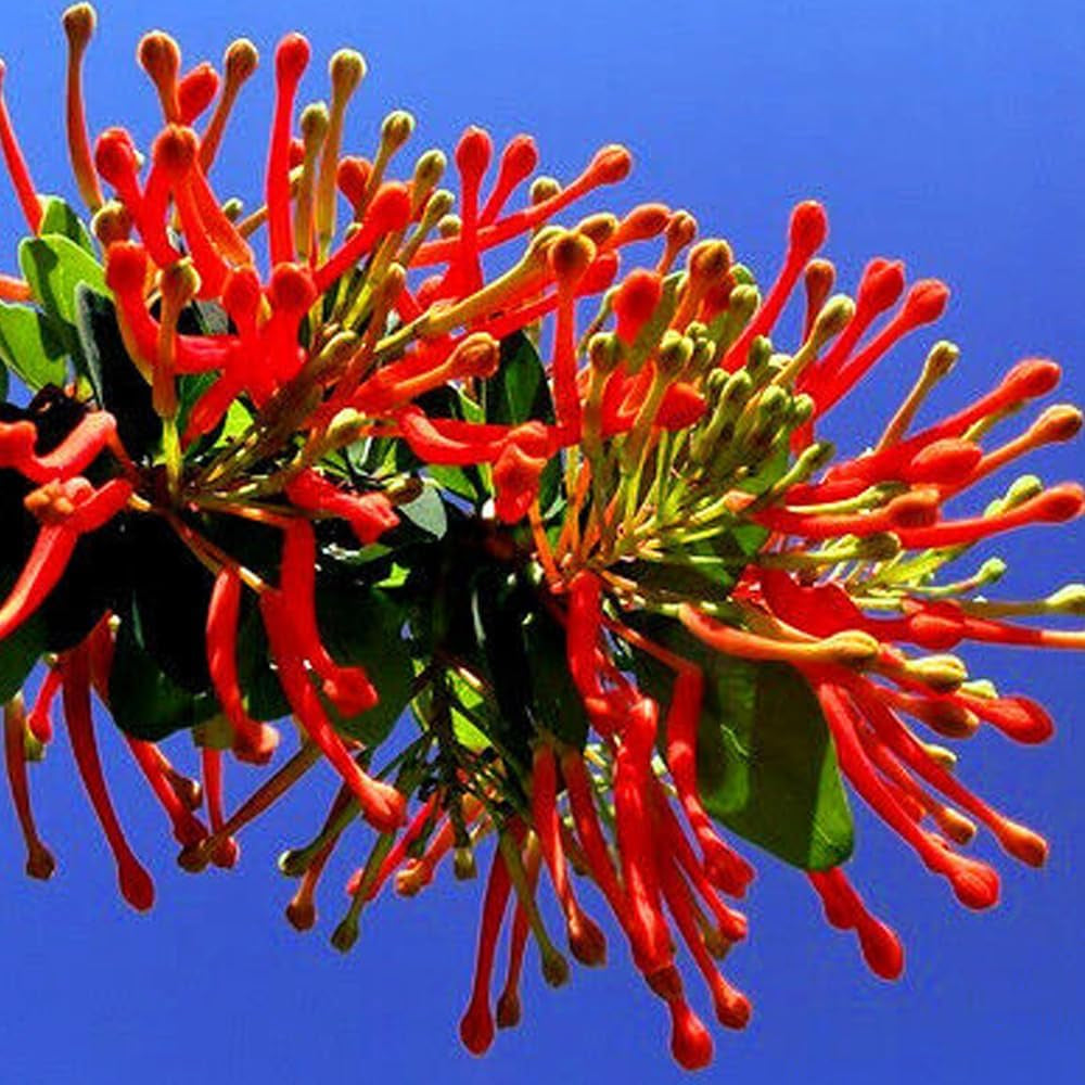 10 Seeds Chilean Firebush Tree Seeds Embothrium Flame Flower Plant - Organic Tree Fresh Seeds for Planting - Live Embothrium Seeds for Home and Garden