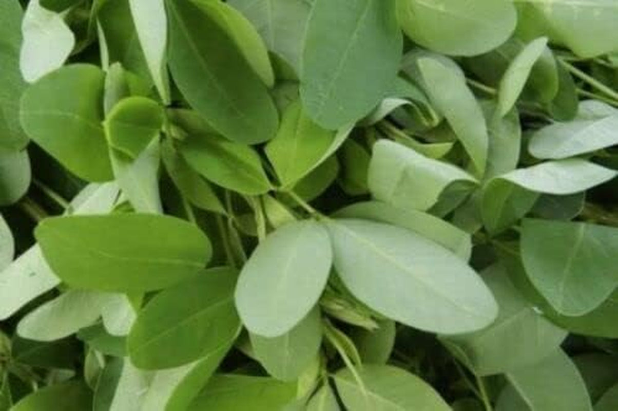 30+ De Chipilin 30+ Chipilin Seeds
