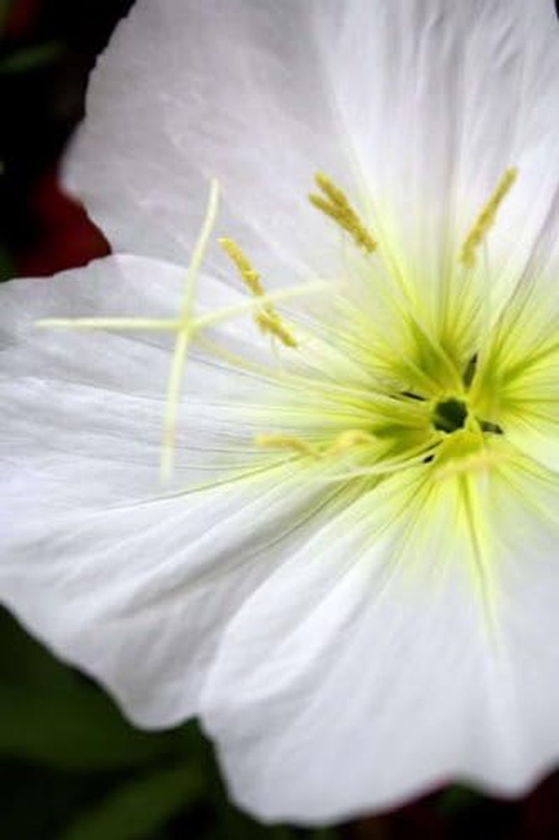 250 WHITE / PALE EVENING PRIMROSE (White Buttercup / Sundrops) Oenothera Pallida Flower Seeds