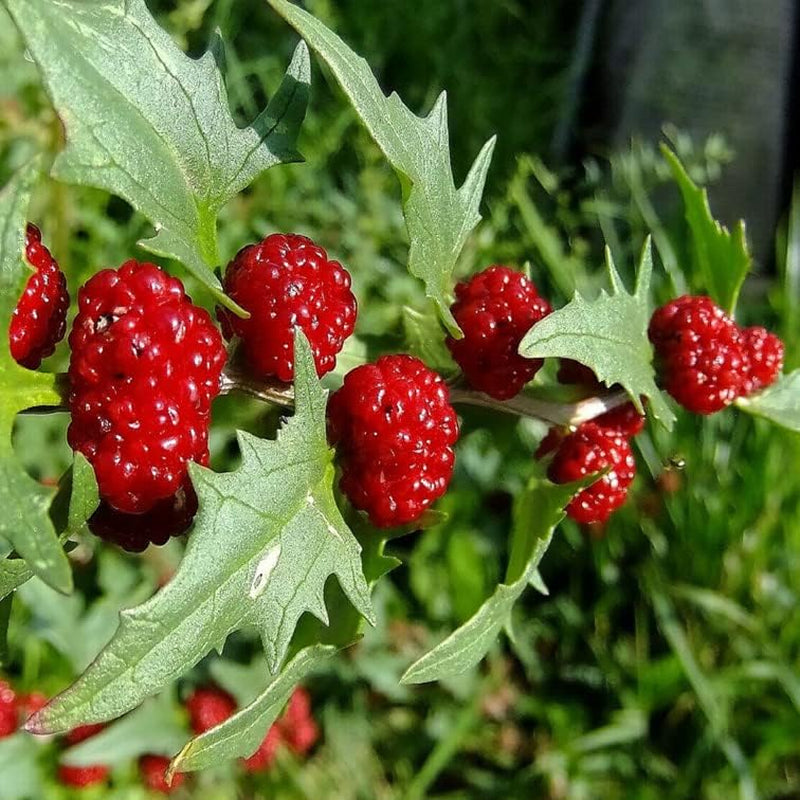 Seeds Planting Berry 150 Strawberry Spinach Stick Seeds (Chenopodium Foliosum) Red Fruit for Garden