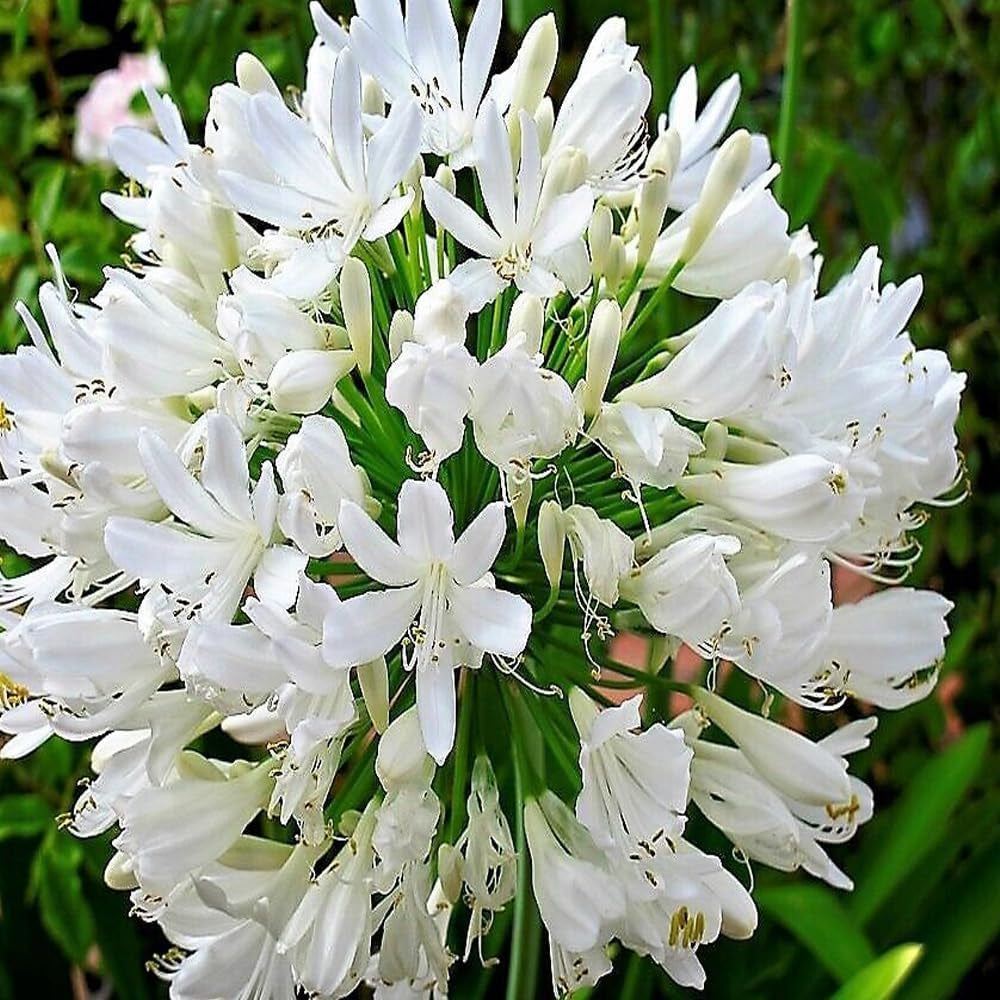 25 White Lily of the NILE Agapanthus Orientalis African Lily Flower Seeds - Organic Fresh Seeds for Planting - Live Seeds for Home Landscape
