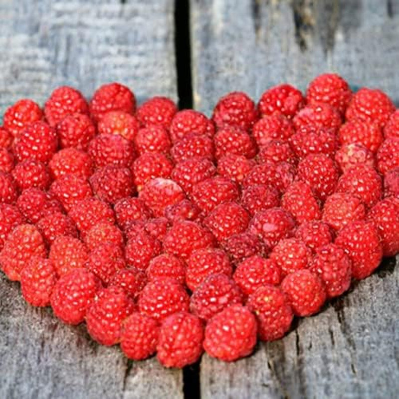Red Raspberry Seeds - Rubus Idaeus - 50 Seeds - Berry Seeds for Your Home and Garden