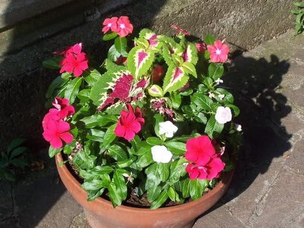 100 PINK DWARF ROSE PERIWINKLE / VINCA Rosea Flower Seedscomb S/H