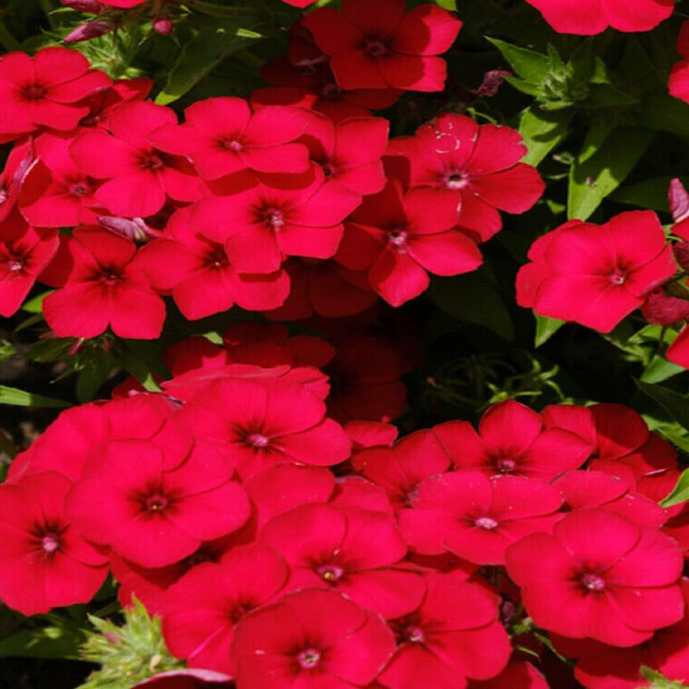 100 Seeds Red Scarlet Phlox Drummondii Flower - Organic Fresh Seeds for Planting - Live Flower Seeds
