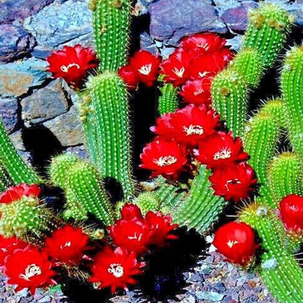 20 Red Torch Flowering Cactus Cacti Plant Seeds "Desert'S Blooming Jewel" - Organic Fresh Seeds for Planting - Live Seeds Fo Planting