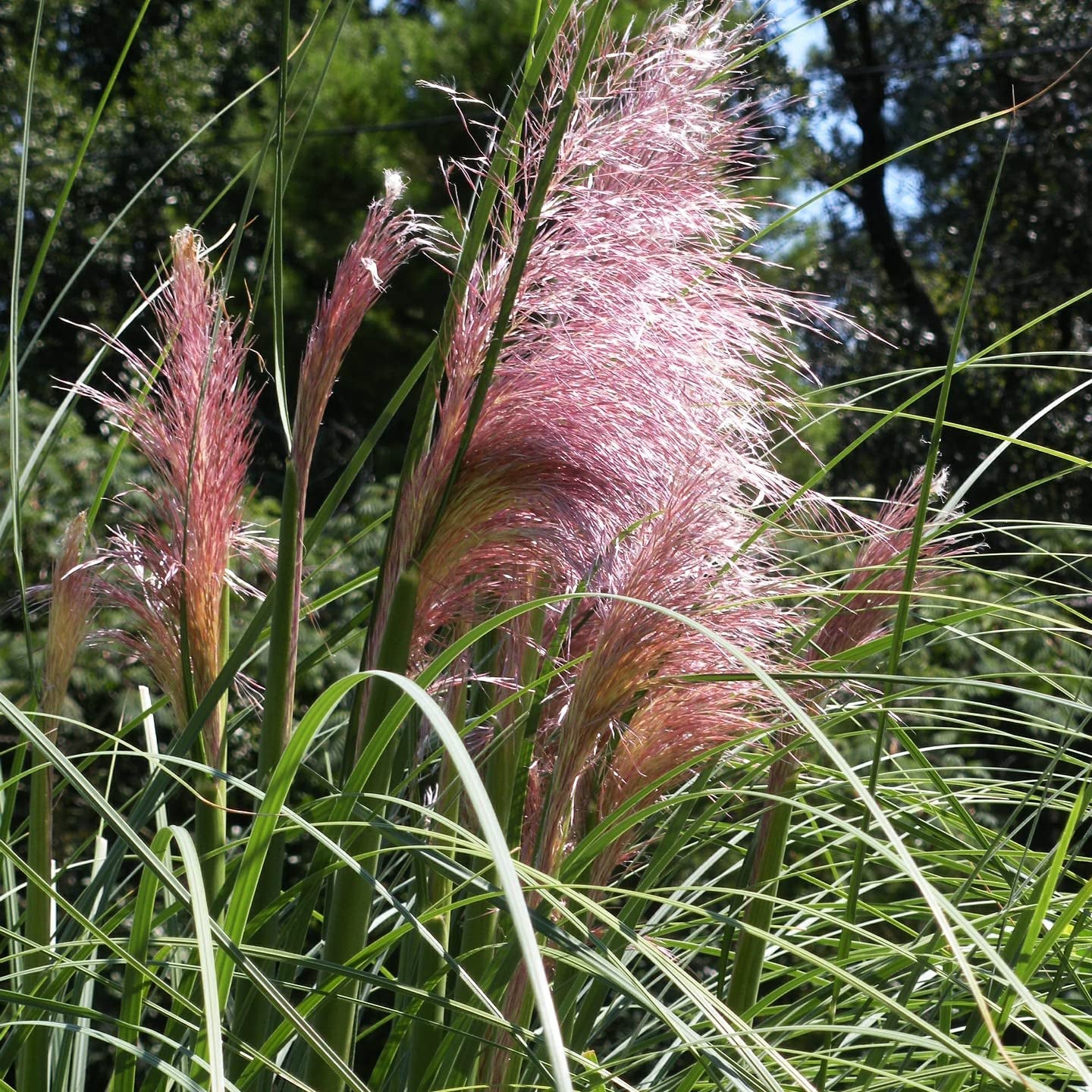 Heirloom 50+ Ornamental Perennial Grass Seed - Pampas Grass - "Pink" Tall Feathery Blooms