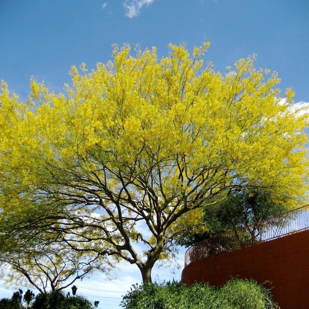 25+ Seeds Mexican Palo Verde - Parkinsonia Aculeata - Desert Tree - Organic Fresh Seeds for Planting