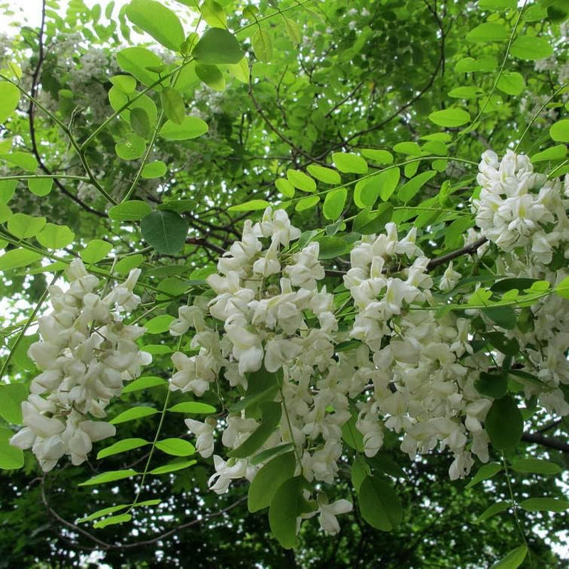 50 Seeds Flower Black Locust (Robinia Pseudoacacia) - Black Yellow Locust False Acacia Tree Seeds