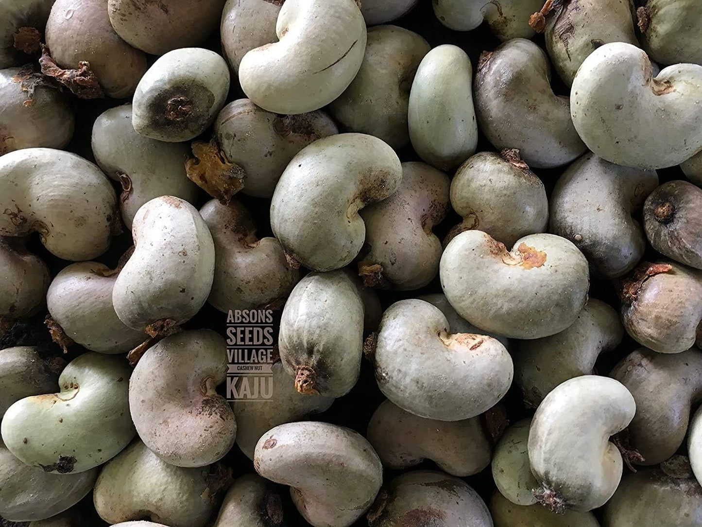 Anacardium Occidentale , Cashew for Planting, Rare Cashew Tree , Earlier Maturity and Greater Yield Cashew 5 for Planting