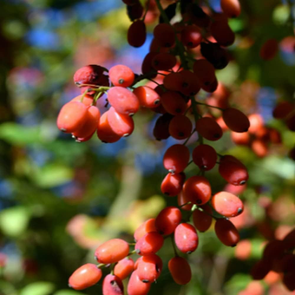 Goji Berry 50+ Seeds Heirloom - Berry Lycium Chinense - Organic Plant Red, Purple Goji Seeds for Your Garden