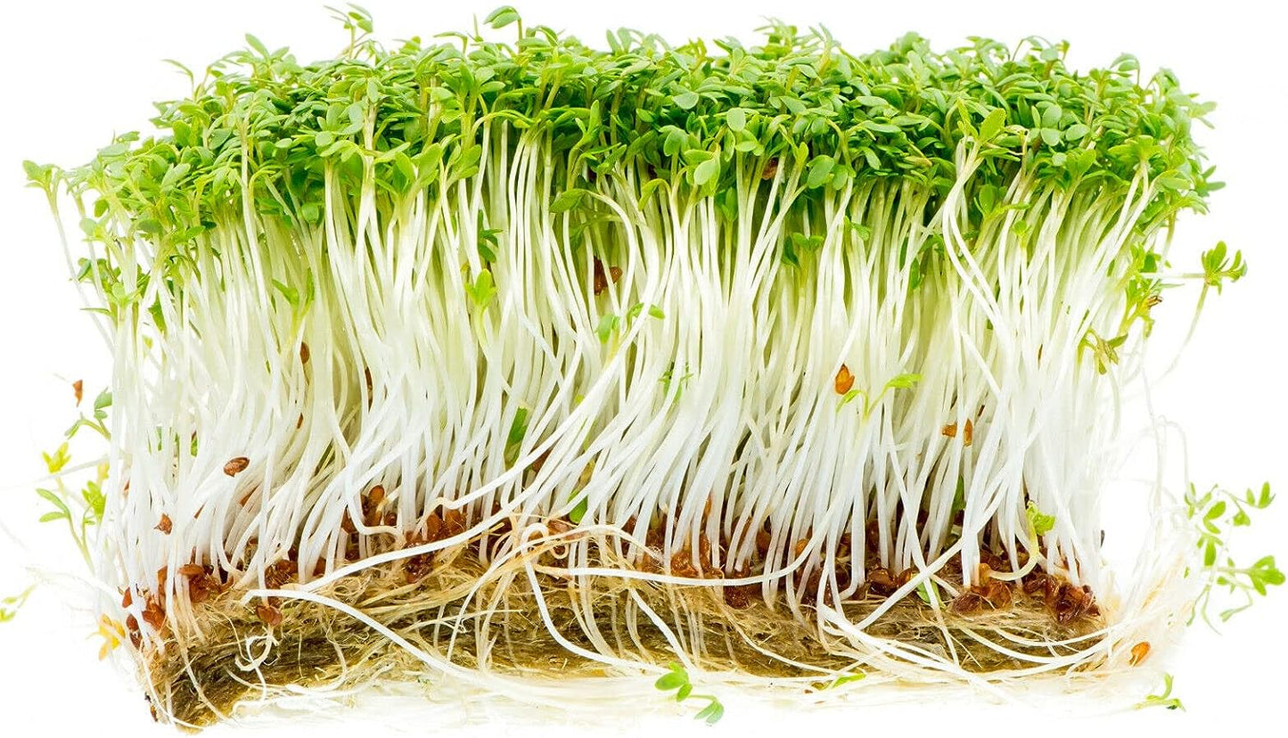 Seed 1000+ Curled Garden CRESS Seeds | Non-Gmo | Use: Microgreen Salad/Micro Greens Plant for Garden