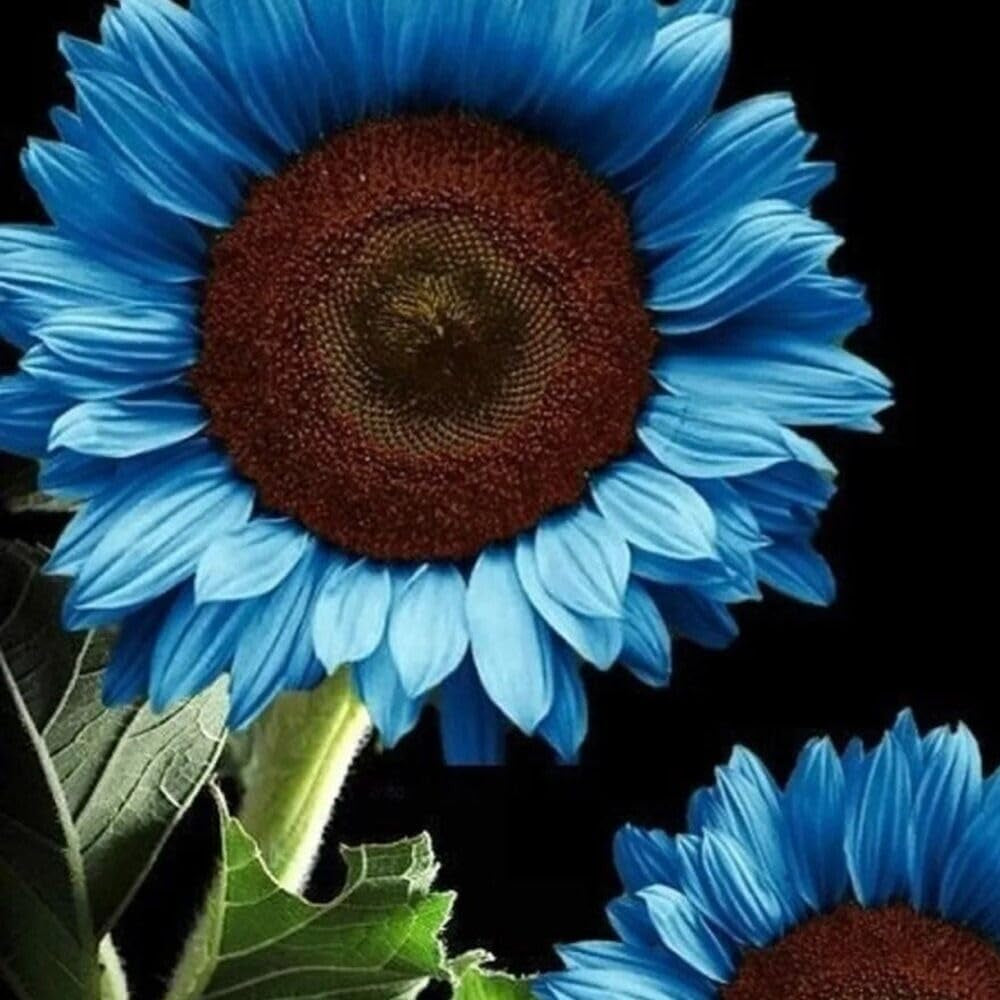 25 Blue Sunflower Seeds Plants Garden Plants Bonsai Rare Flower Colorful Organic - Flower Seeds for Planting - Organic Live Seeds for Garden