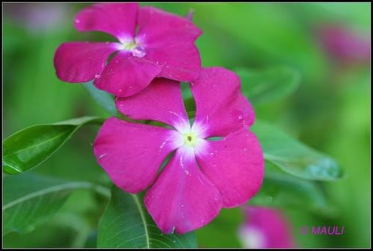 100 PINK DWARF ROSE PERIWINKLE / VINCA Rosea Flower Seedscomb S/H