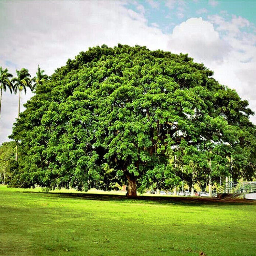 10 Seeds RAIN Tree Seeds Monkey Pod (Albizia Saman) Tropical Flower Bonsai Plant - Organic Fresh Seeds for Planting - Live Seeds for Home and Garden