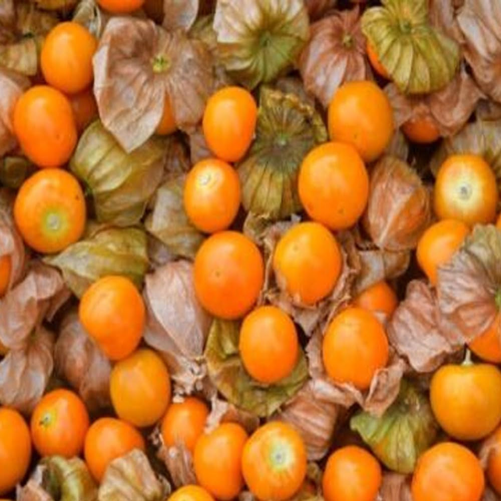 100 Tomatillo Seeds Capegooseberry Chinese Lantern Fruit Golden Ground Berry - Organic Fresh Golden Ground Berry Seeds for Planting - Live Seeds for Home and Garden