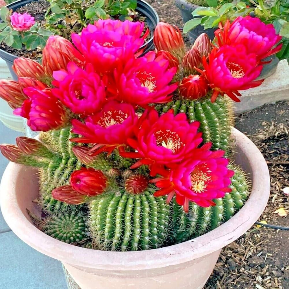 20 Red Torch Flowering Cactus Cacti Plant Seeds "Desert'S Blooming Jewel" - Organic Fresh Seeds for Planting - Live Seeds Fo Planting