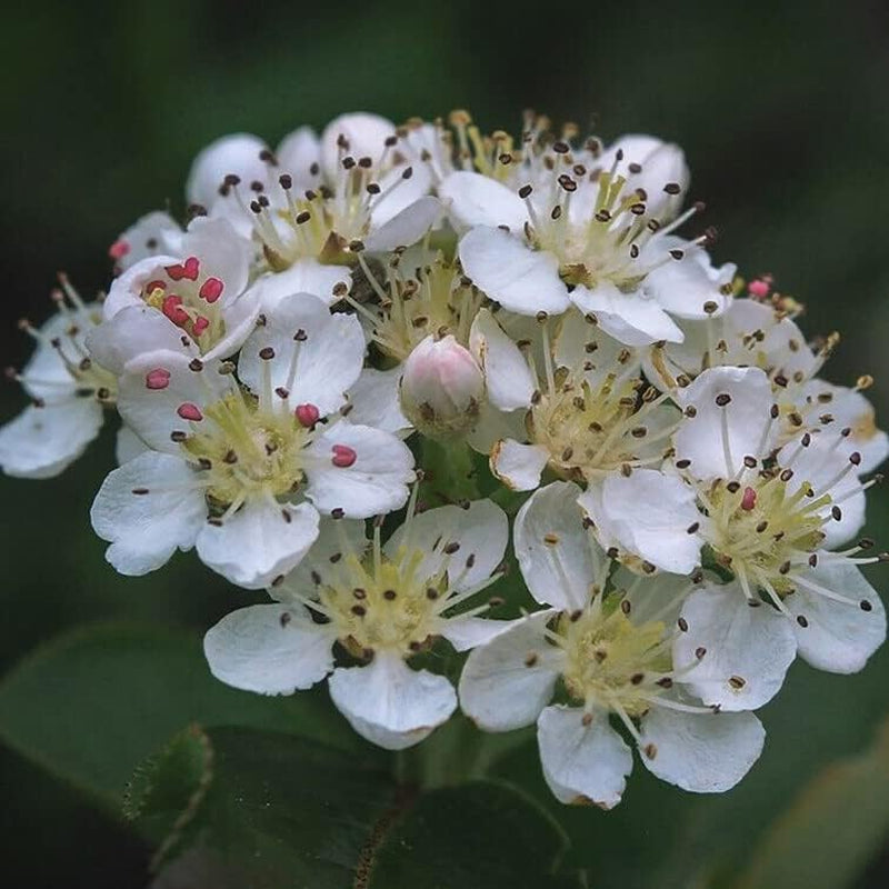 Seeds 35+ Aronia Melanocarpa Black Chokeberry White Flower Shrub Planting for Your Garden