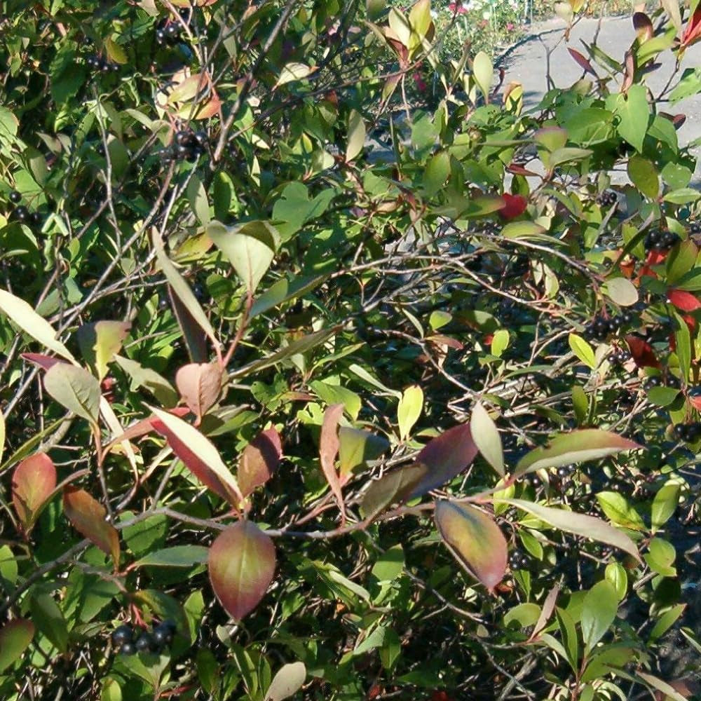 30 Seeds Red Chokeberry Aronia Arbutifolia - Organic Fresh Plant Seeds for Home and Garden - Seeds for Planting