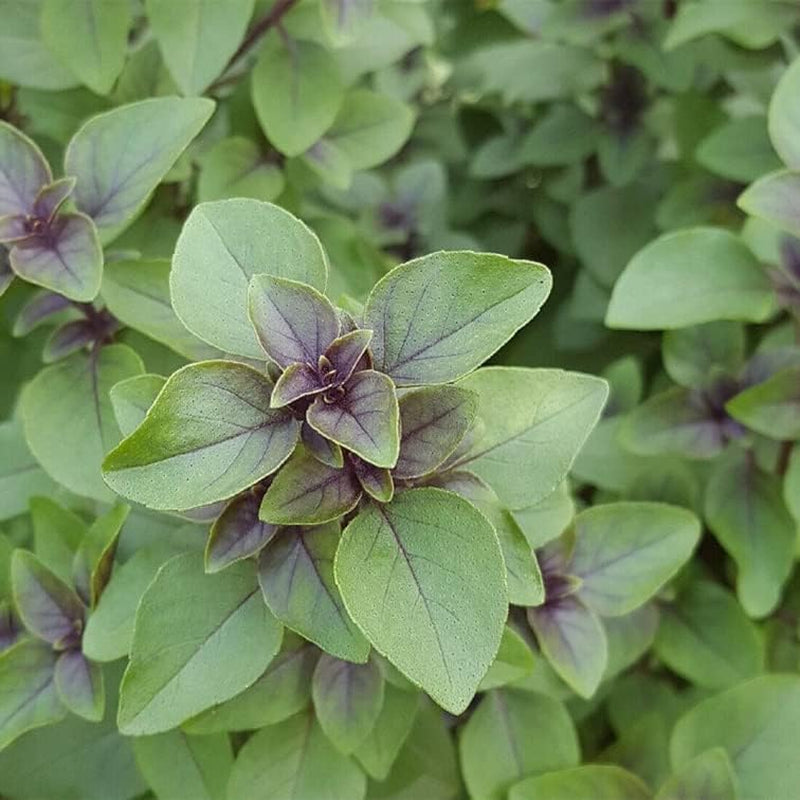 200 Seeds Organic Holy Basil - O. Sanctum - Tulsi | a Herb & Spice 200+ Seeds for Your Garden