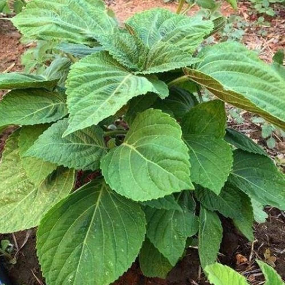 100 Purple Shiso Seeds Purple Perilla Zisu Tia to Tim Beefsteak/Sesame Leaf - Organic Fresh Plant Seeds for Home and Garden