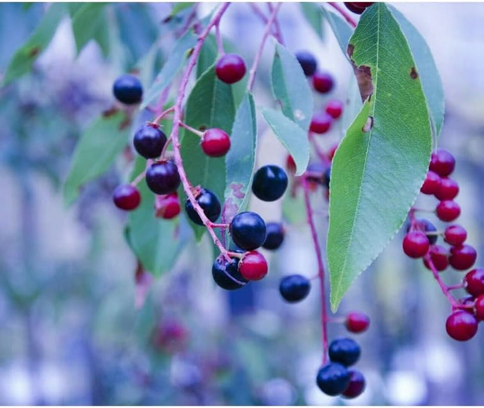 30 Seeds Planting Huckleberry Black Gold -Vaccinium Membranaceum - 30+ Seed Organic Fruits for Your Garden and Home