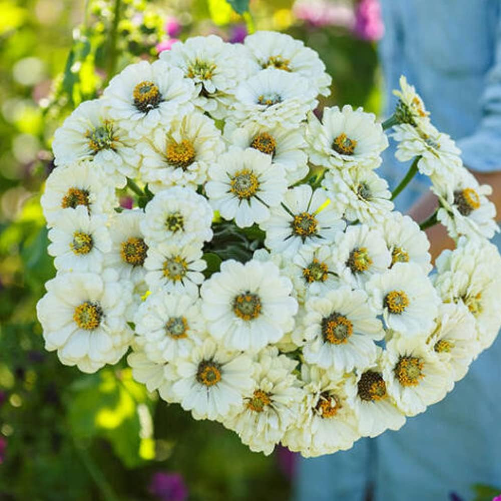 100 Seeds Zinnia Lemon Meringue Mix Flowers Pollinators Butterflies Love - Organic Fresh Plant Seeds for Home and Garden - Live Flower Seeds