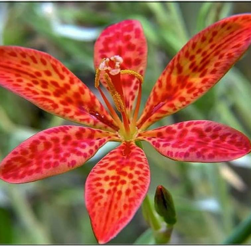 Seeds 10 Black Berry Lily Belmcanda Chinensis - 10 Seeds Lily Flower Organic for Your Garden