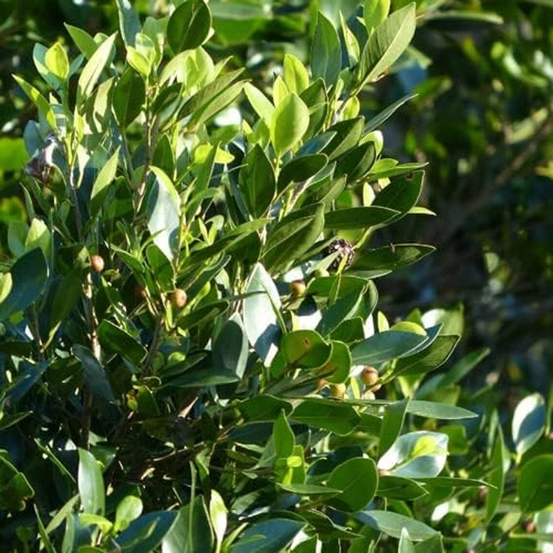 5 Seeds Sweet Bay Laural Tree Laurus Nobilis - Pre-Stratified - 5 Seeds Laural Tree for Your Garden