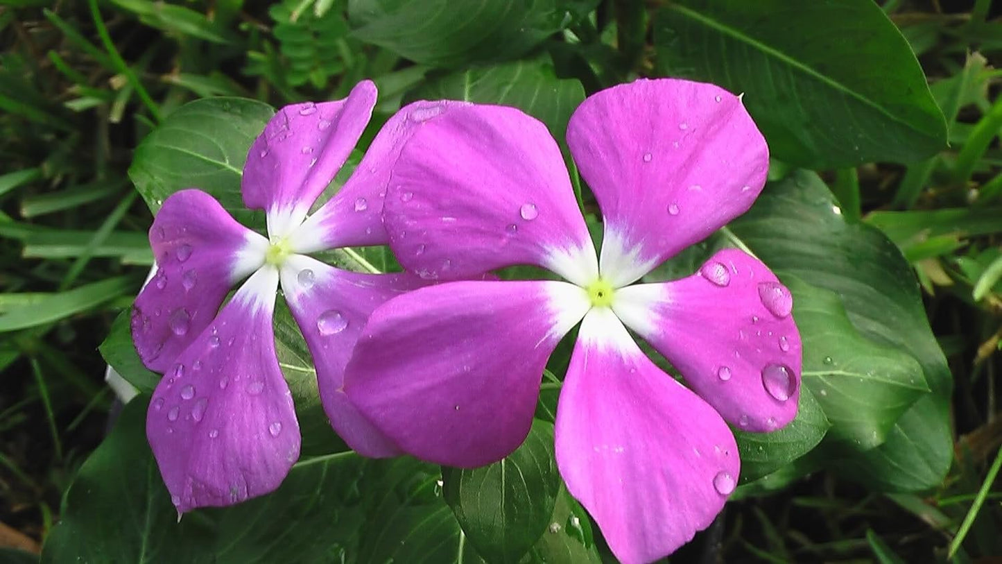 100 PINK DWARF ROSE PERIWINKLE / VINCA Rosea Flower Seedscomb S/H