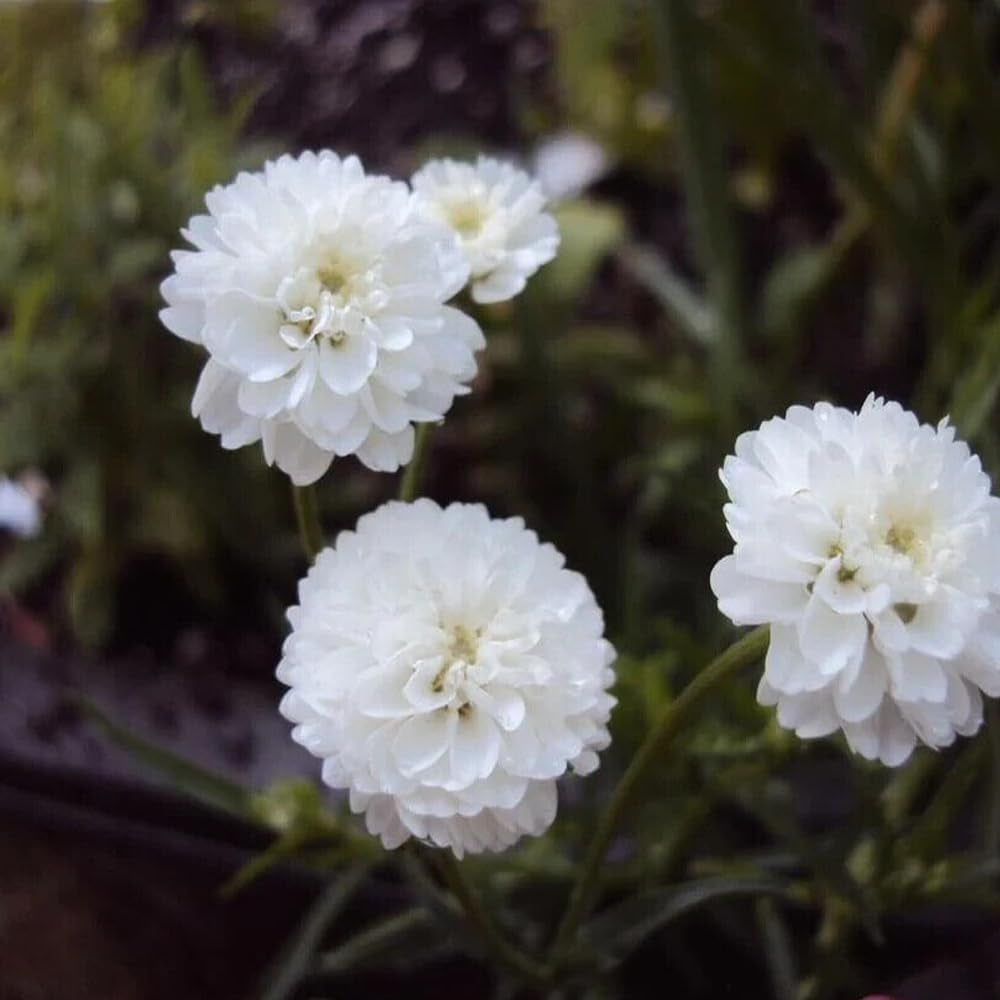 100 Seeds White Pearl Yarrow Flower - Organic Fresh Seeds for Planting - Live Seeds for Home and Garden