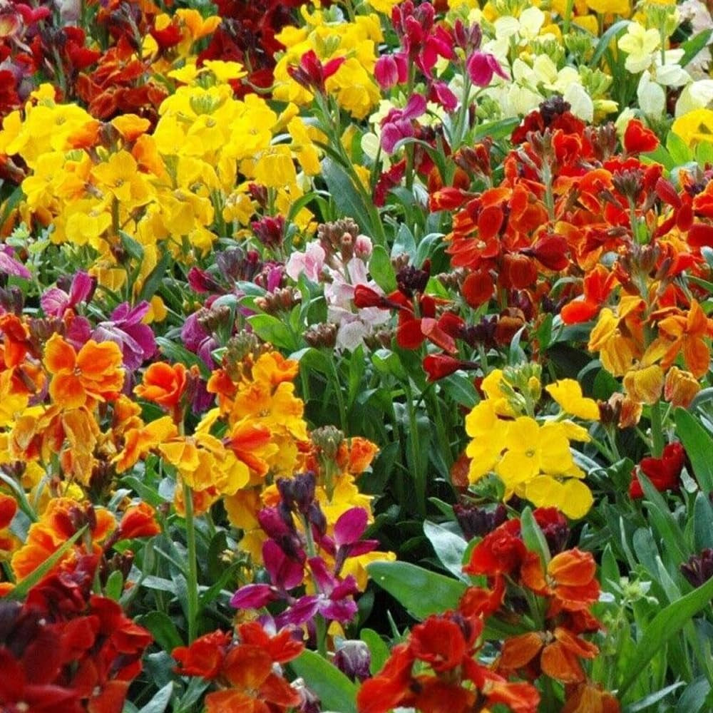 300 Seeds English Wallflower - Organic Fresh Flower Seeds for Planting - Live Seeds for Home and Garden