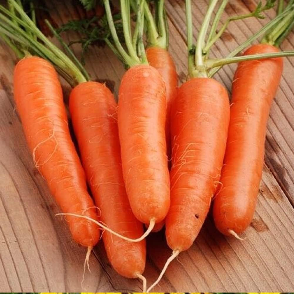 350 Carrot Seeds Fancy Nantes - Fresh Seeds Garden - Organic Plant Seeds for Home and Garden - Carrots Seeds for Planting