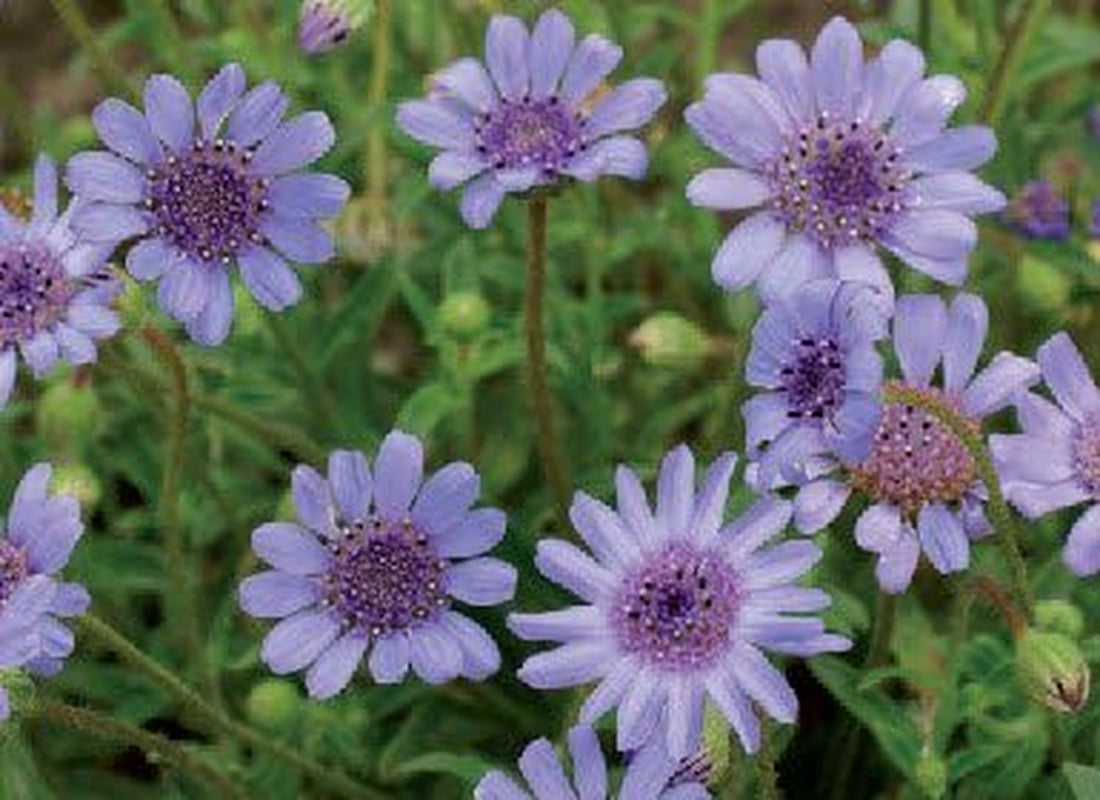 50 the BLUES BLUE DAISY FELICIA Heterophlla Kingfisher Flower Seedscomb S/H