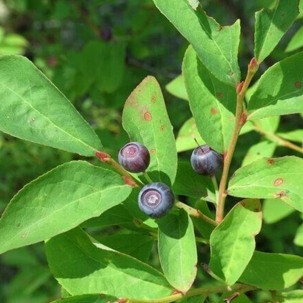 Evergreen Huckleberry - 25+Seeds - Berry Plant Organic Seeds for Home and Garden - Huckleberry for Planting