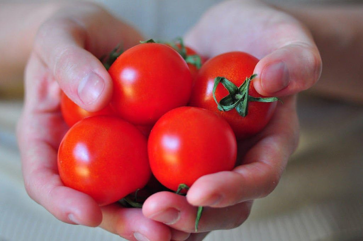 CAMPARI TOMATO, Sweet Vine Tomatoes Exotic Fruit Vegetables Plant Seed -25 SEEDS