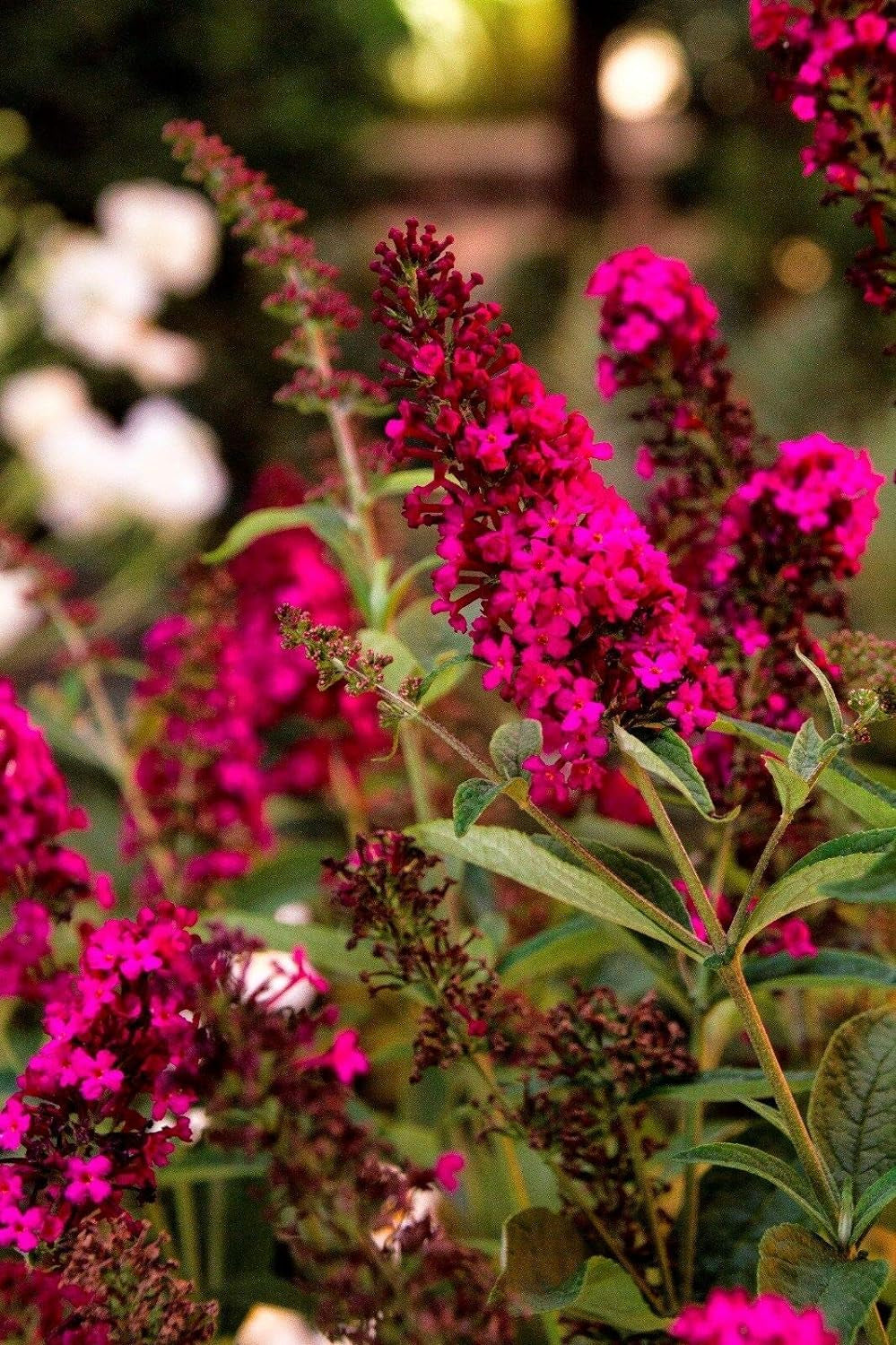 Multi-Color Butterfly Bush Mix Jocad (150 Seeds)