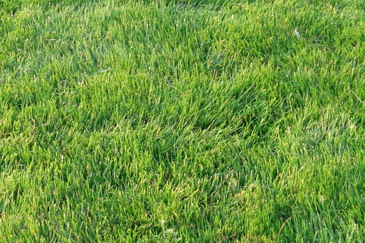 Emerald Zoysia Grass Seeds - Emerald Grass Seeds -Lawngrass Seeds 1/8 Lb
