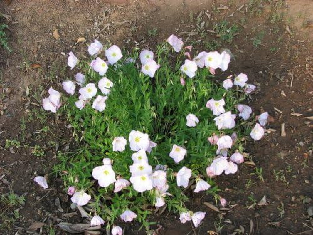 250 WHITE / PALE EVENING PRIMROSE (White Buttercup / Sundrops) Oenothera Pallida Flower Seeds