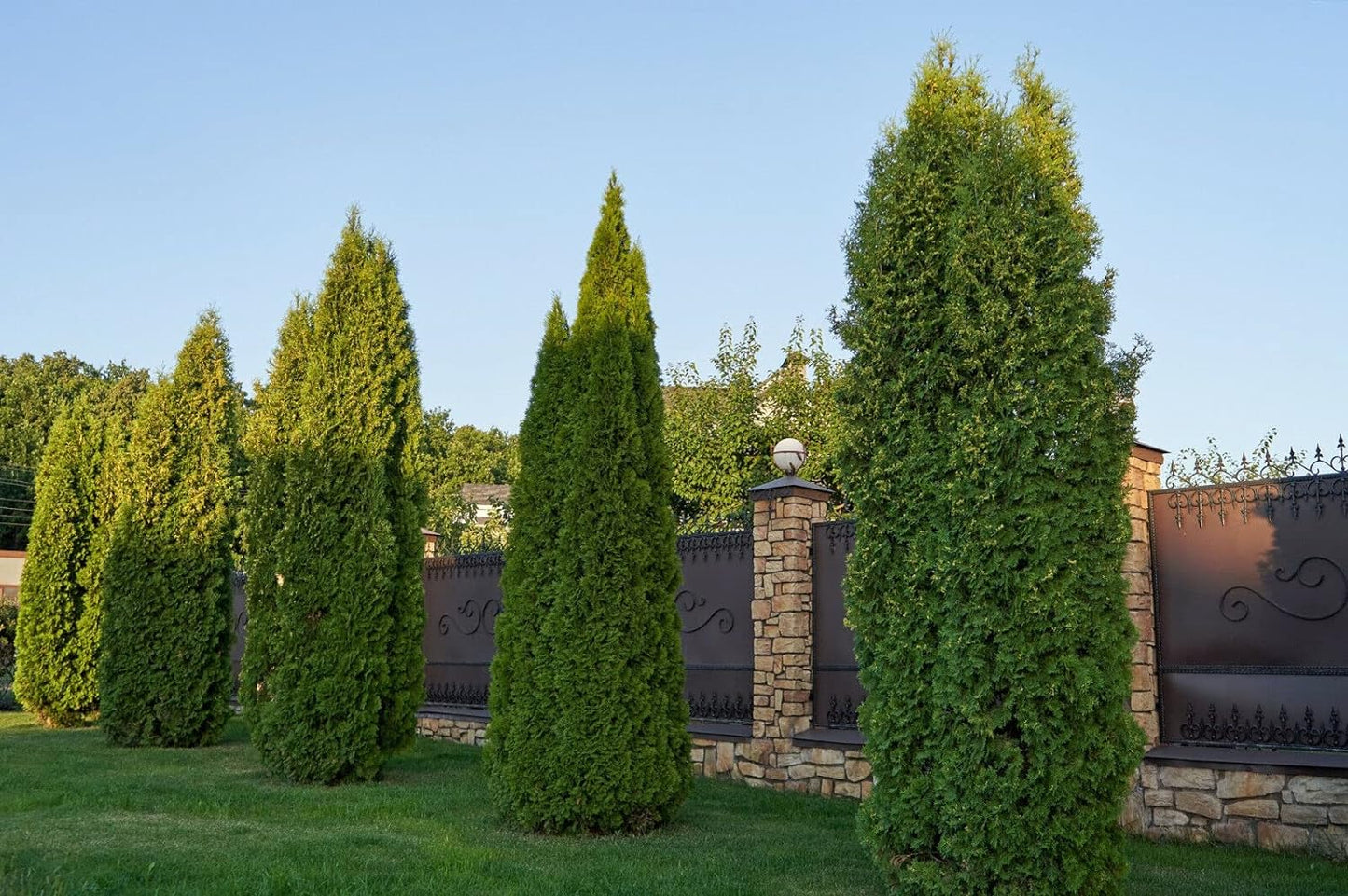 50+ Thuja Tree Seeds - Thuja Occidentalis - White Cedar Arborvitae - Organic Fresh Seeds for Planting - Live Seeds for Home and Garden