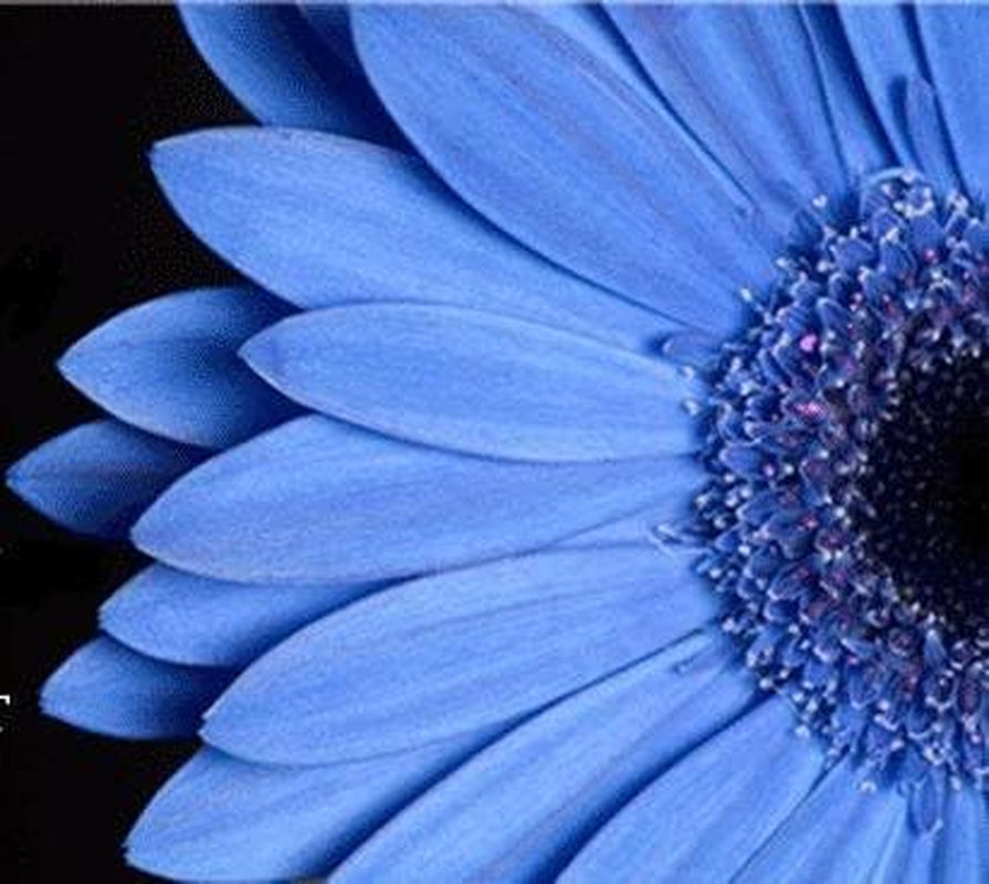 50 the BLUES BLUE DAISY FELICIA Heterophlla Kingfisher Flower Seedscomb S/H