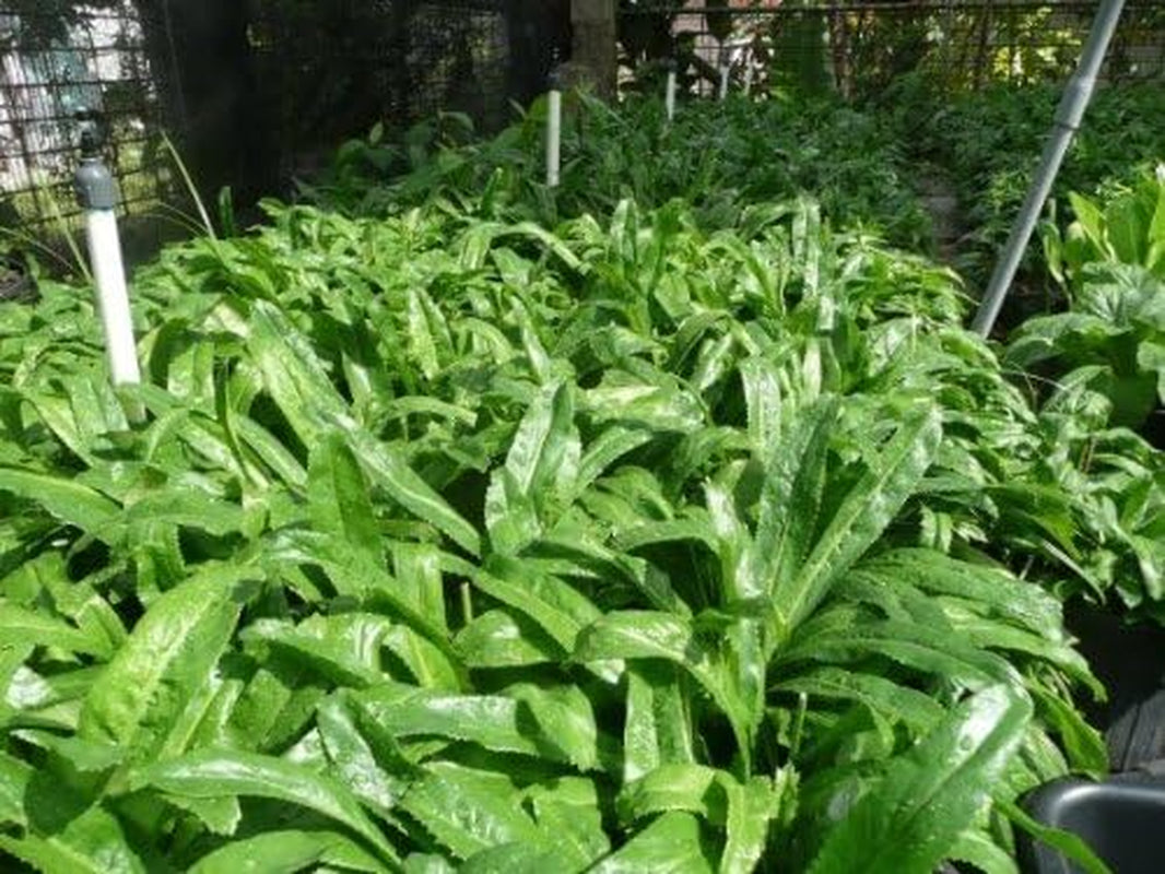 Recao, Culantro, Cilantro Ancho, Mexican Coriander (Eryngium Foetidum) 200++ Qty Seeds Pack