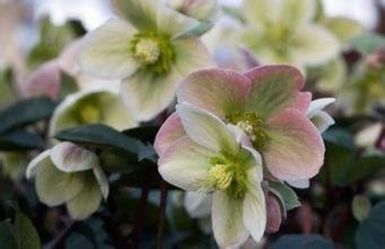 NEW! 15+ ROSE HELLEBORUS CHRISTMAS ROSE FLOWER SEEDS / WINTER BLOOMING PERENNIAL
