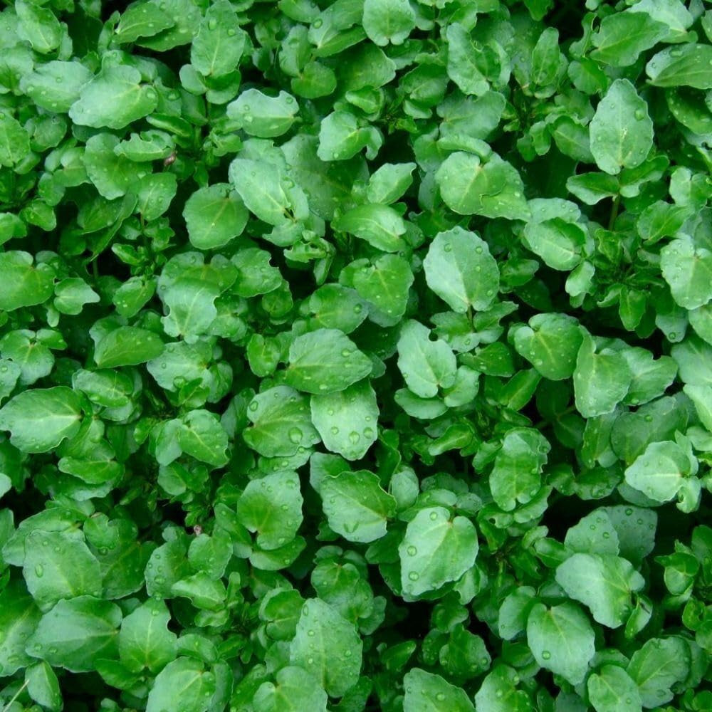 500 Seeds Watercress Seeds True Watercress Chinese Watercress Microgreen - Organic Fresh Seeds for Planting - Seeds for Home and Garden