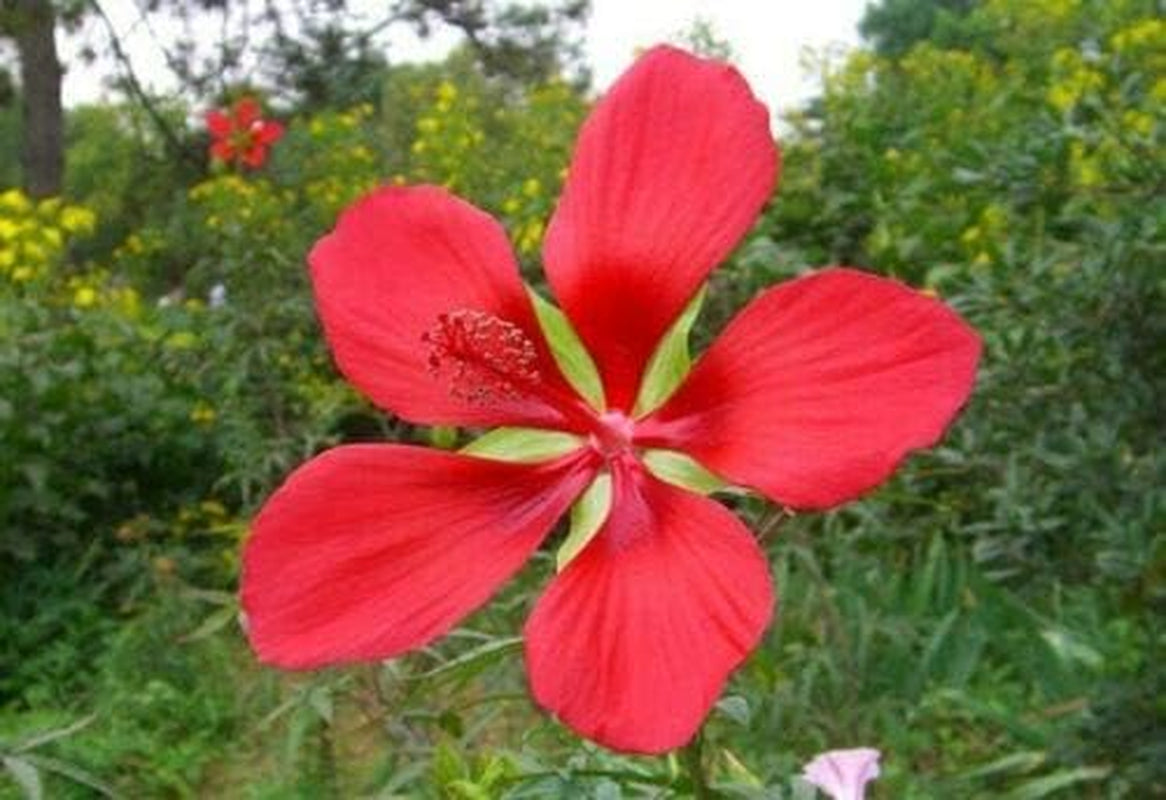 Hibiscus Coccineus Texas Star Jocad (10 Seeds)