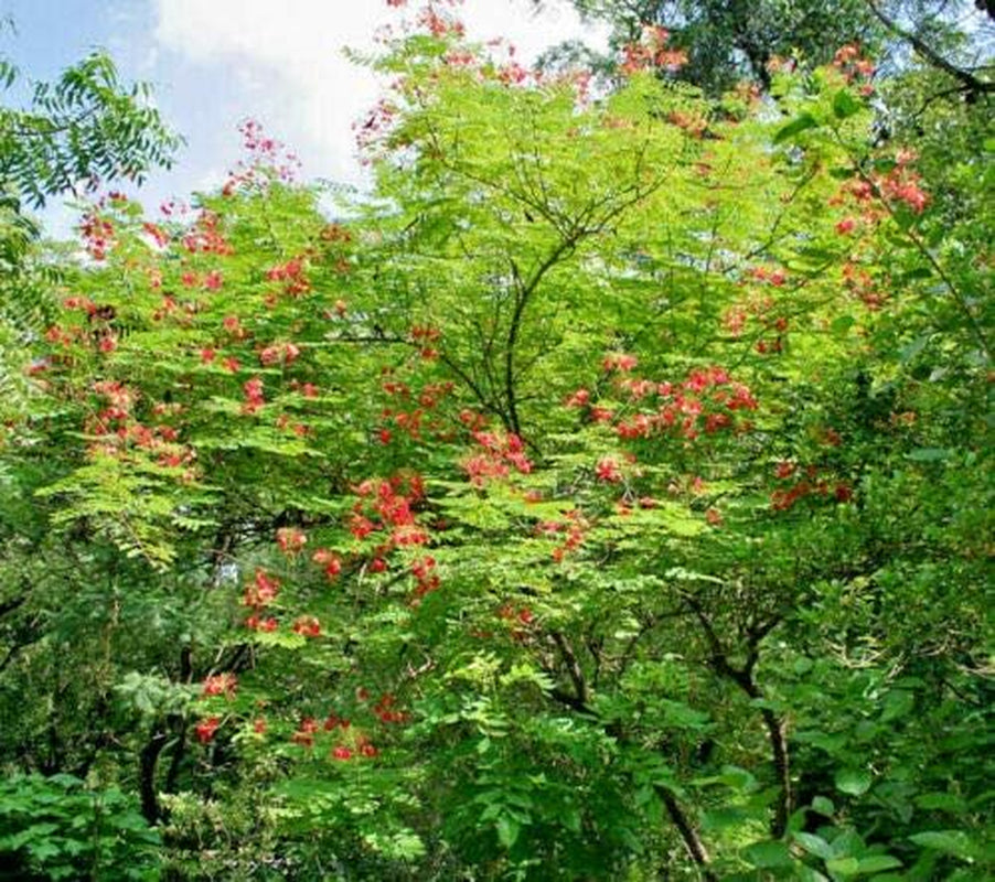 Red Bird of Paradise Caesalpinia Pulcherrima Barbados Peacock Flower Jocad (10 Seeds)