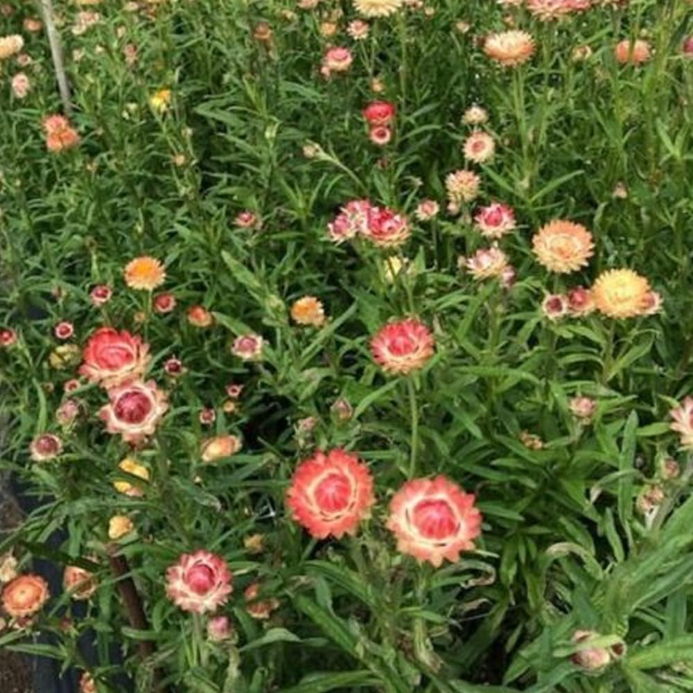 100 Peach Apricot Strawflower Flower Seeds - Organic Fresh Seeds for Planting - Seeds for Home Landscape