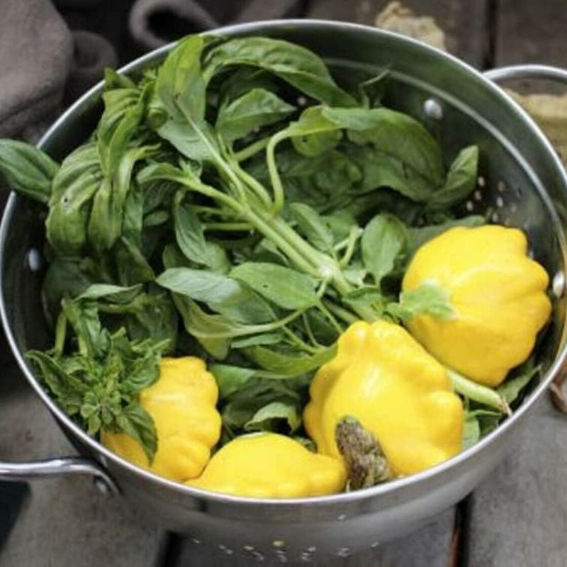 Pattypan 50 Seeds Early Yellow Bush"Patty Pan" Scallop Squash Seeds | Pattypan Vegetable Seeds